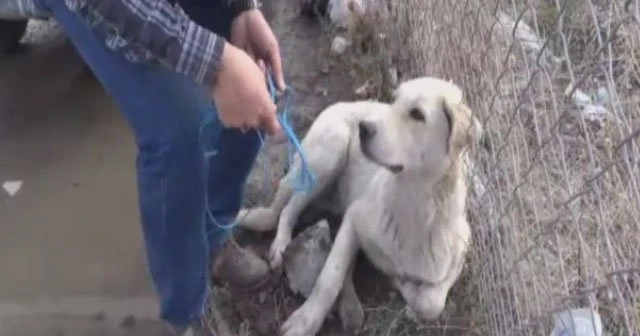 Yaralı köpeğe baba şefkati