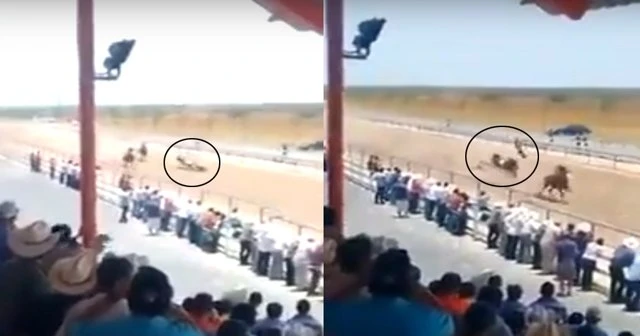 At yarışlarında korkunç kaza!
