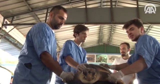 Dünya gençleri caretta carettaları koruyor
