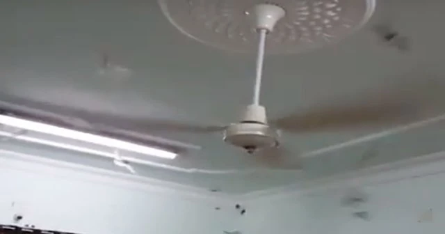 Evi yarasalar bastı