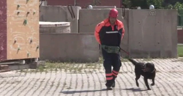 Kayıp çocukları köpekler bulacak