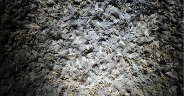 Sineklerinin  dansı