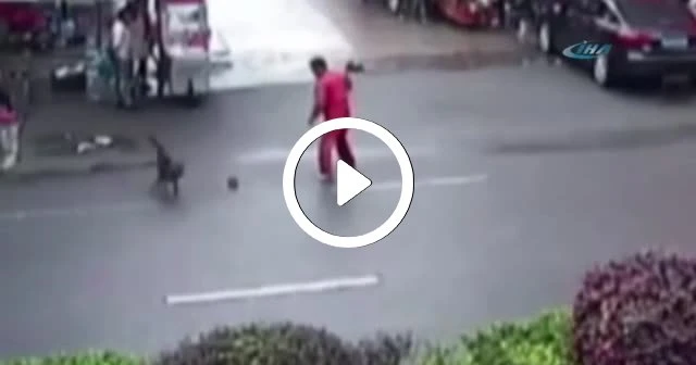 Başıboş köpek dehşet saçtı
