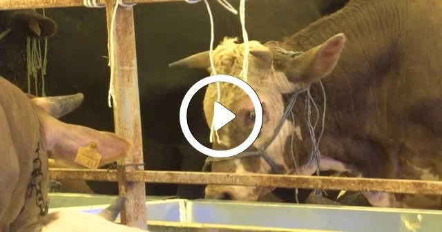 Kurban satışlarında '15' gün tebliği