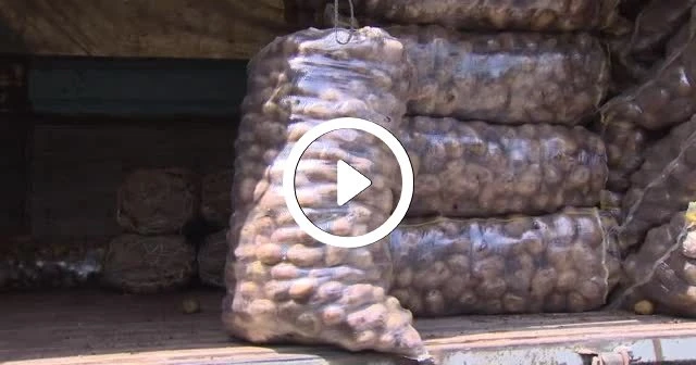 Patates tarlada 20 kuruşa düştü