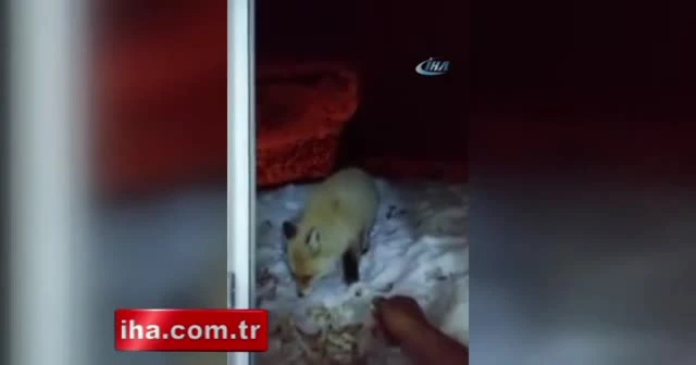 Aç kalan tilkiyi ekmekle besledi