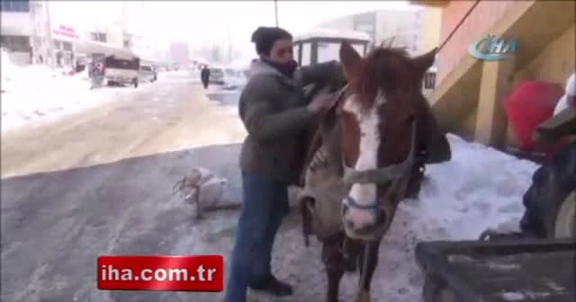 Ekmek kapısı olan atları battaniyeye sarıyorlar