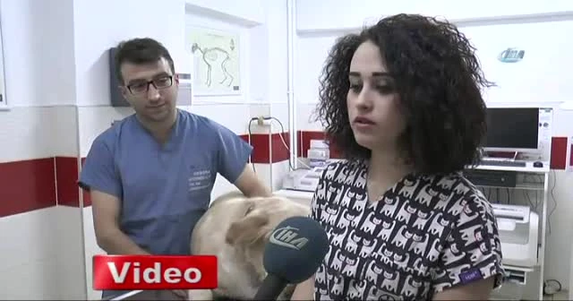 Evcil hayvanlarda erken yaşta diş kayıplarına dikkat