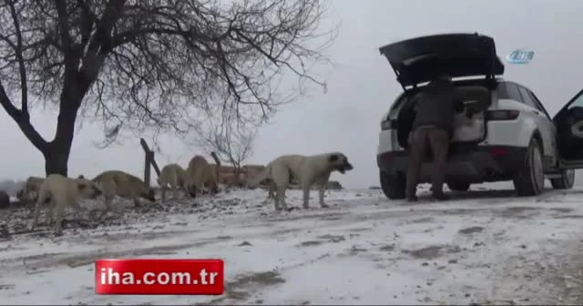 Karda köpekler bir birlerine sarılarak dondu