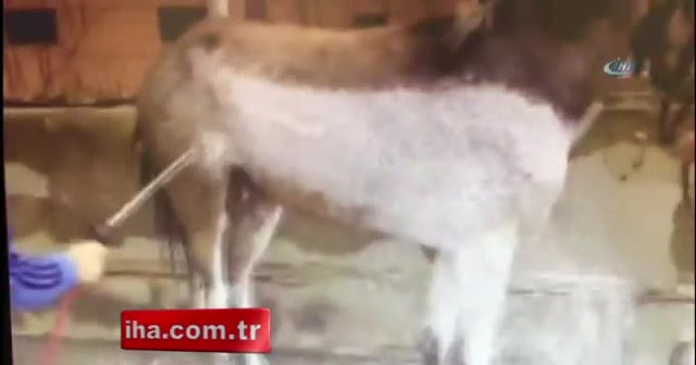 Oto yıkamacıda at yıkadılar