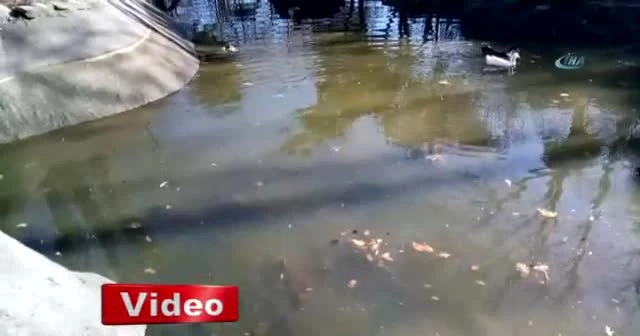 Su kaplumbağaları ormanlık alanda ölüme terk edildi