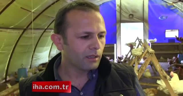 1 horoz 2 tavuk hayatını değiştirdi