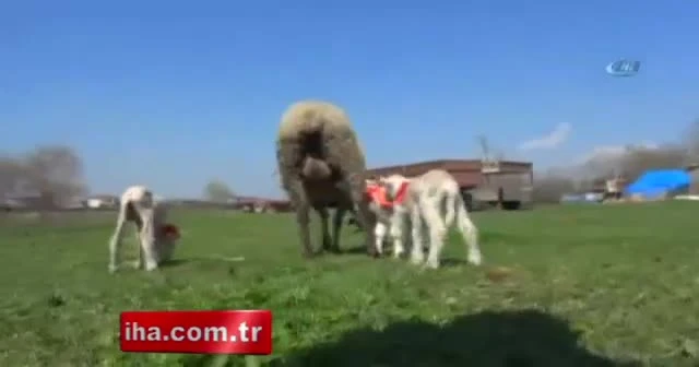 Bursa’da bir koyun dördüz doğurdu