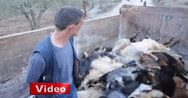 Gübre yiyen yüzü aşkın keçi telef oldu