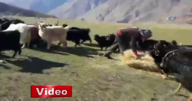 Köyde 7 yıldır tek başına yaşıyor