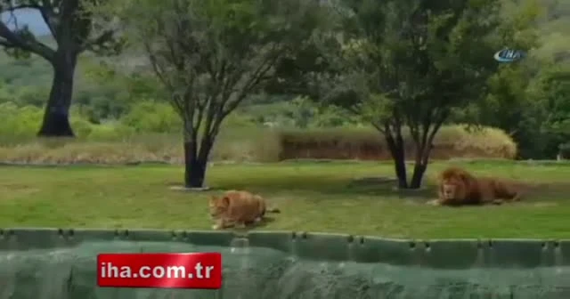Safari turunda korku dolu dakikalar