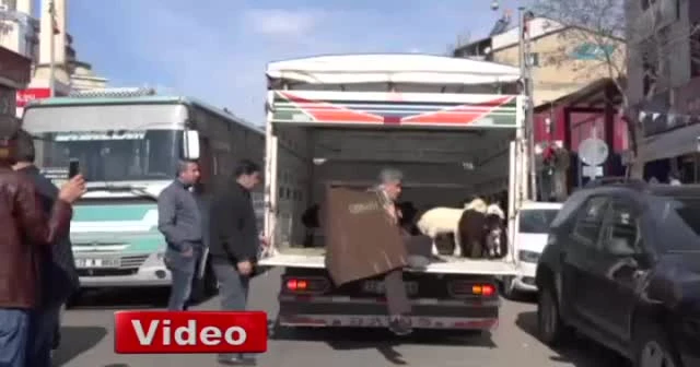 Türkücü Aydın Aydın, kaval çalarak kuzularla gezdi