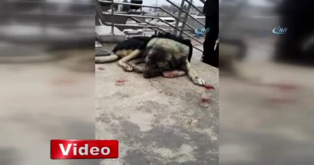 Yaralı köpeğin başından bir an olsun ayrılmadı