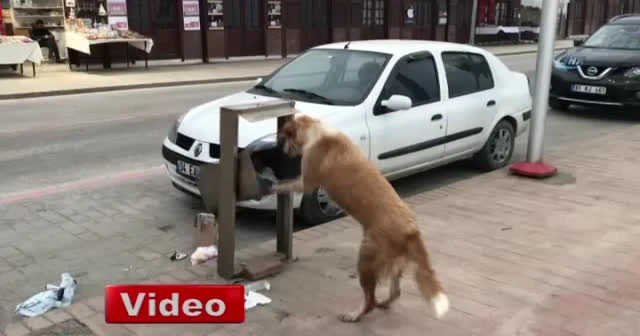 Aç kalan köpeğin, sallanan çöp kovasıyla mücadelesi