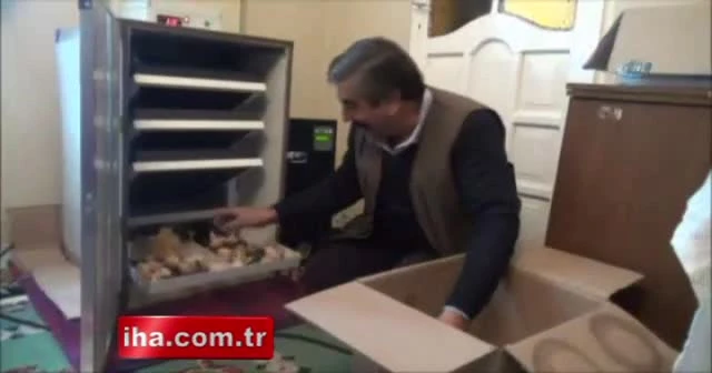 Ağrı’dan horoz ve tavuk ihracatı
