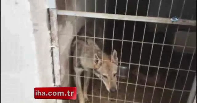 Çiftlikte Bengal kedisi ve yabani kurtlar ele geçirildi