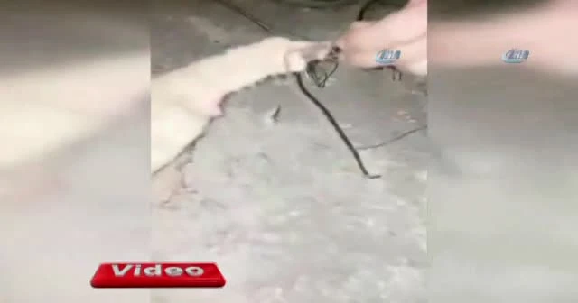 Cizre’de kedi kurtarma operasyonu