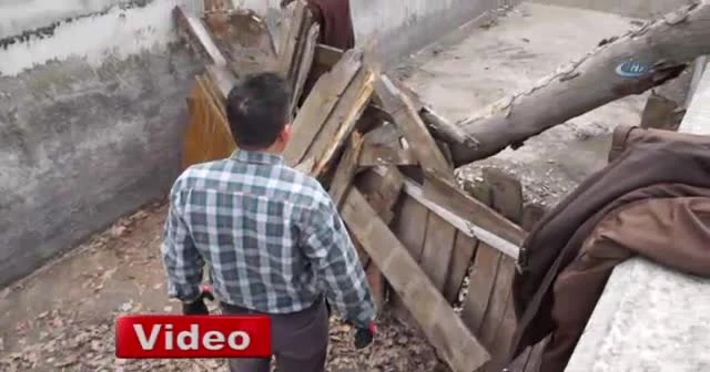 Hızlı domuz, görevlileri perişan etti