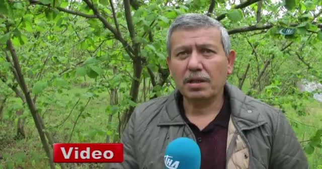 Kar yağdı, fındık üreticisini korku sardı