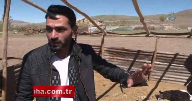 Kurt 150 hayvanı telef etti