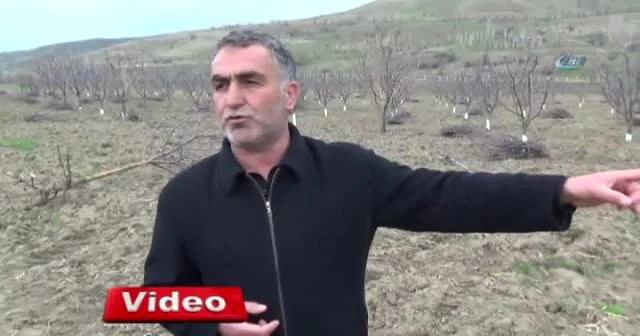 Meyve ağaçlarını kemiren fareler zarara yol açtı