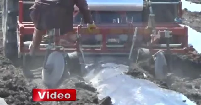 Türkiye’nin en büyük tarım cezaevinde ilk başaklar boy verdi