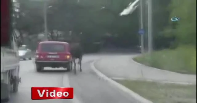 Atı aracının arkasına bağlayıp sürükledi