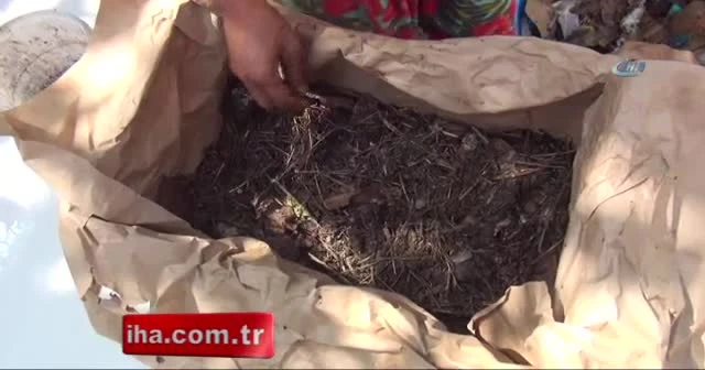 Dünyanın pisliğini ‘siyah altınlar’ ortadan kaldırıyor