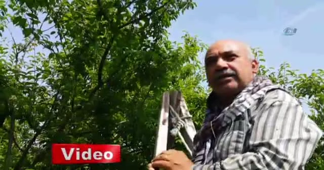 Kısa süre fiyatı 400 lira olan erik şimdi 7 TL