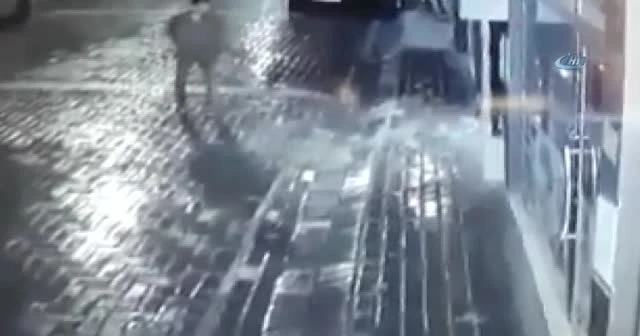 Manisa'da sokak köpeğine işkence böyle görüntülendi