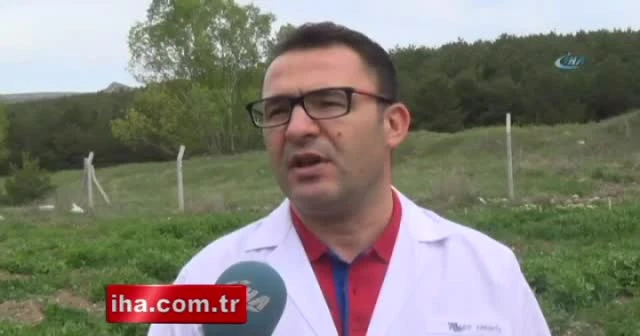 Süper bezelye yetiştirdiler