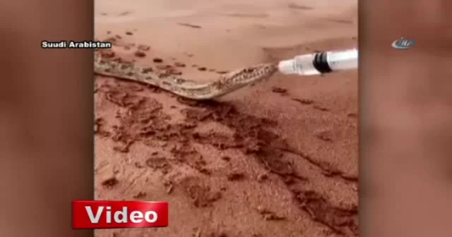 Susuz kalan yılana şırıngayla su
