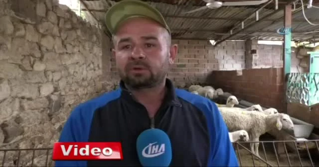 Yanlış aşının 7 kuzuyu telef ettiği iddiası