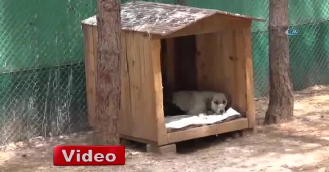 Yavru kurtlara anne köpek şefkati
