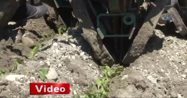 Zahmeti çok, ekimi zor tütün toprakla buluşuyor