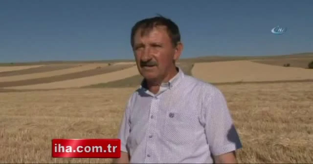 150 dönüm tarladan 50 ton arpa çaldılar