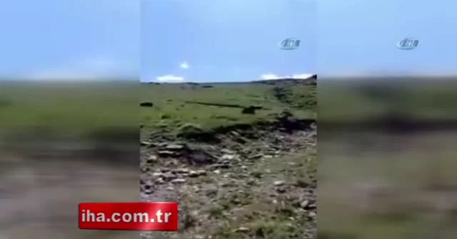 Ağrı'da boz ayı görüldü