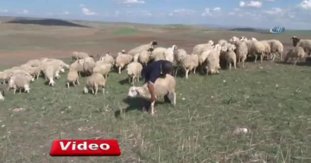 Ankara’da sel 100’den fazla koyunu telef etti