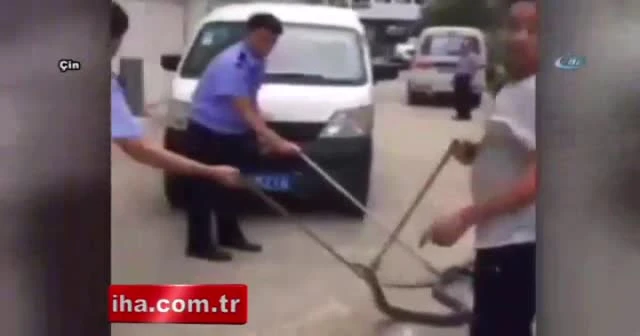Aracından 3 metrelik kral kobra çıktı