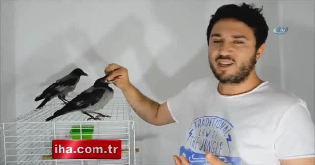 Bahçesinde bulduğu kargaları elleriyle besliyor