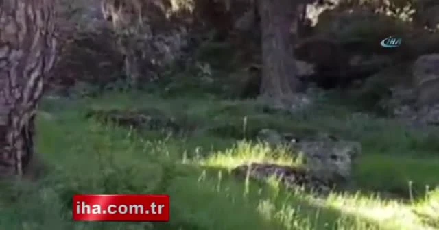 Balık tutarken ayı ile karşılaştılar