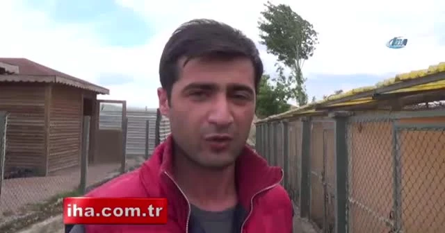 Boynuna lastik takılarak işkence edilen köpek kurtarıldı