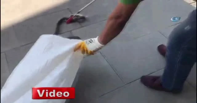 Bu yılan şehir merkezinde yakalandı
