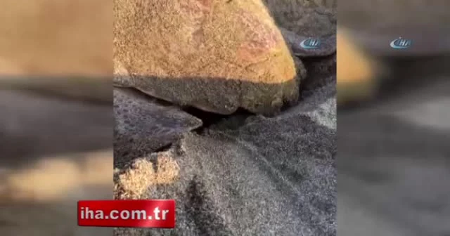 Caretta Carettalar yumurta bıraktı
