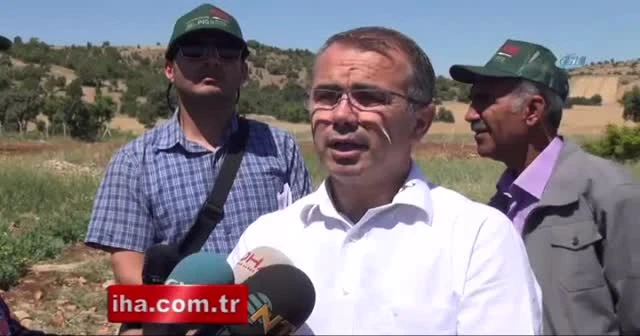 Diyarbakır’da ilk kez bezelye üretildi